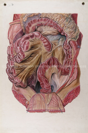 AnatomicalDrawings-031