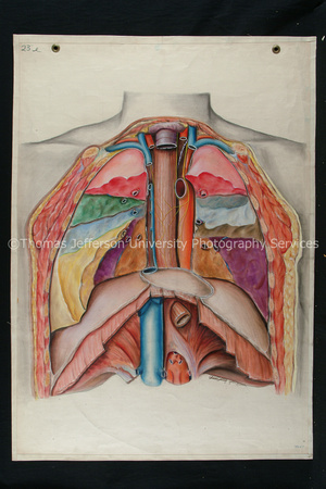 AnatomicalDrawings-056