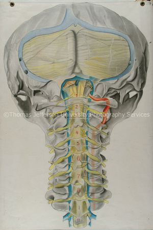 AnatomicalDrawings-086