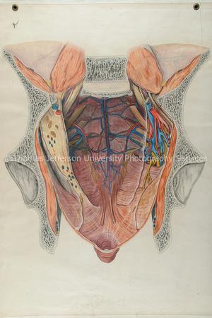 AnatomicalDrawings-093