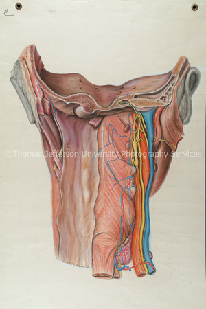 AnatomicalDrawings-096