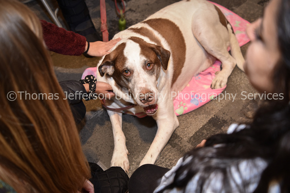 Therapy Dogs 2019-0036