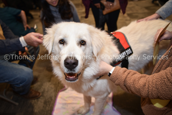 Therapy Dogs 2019-0065