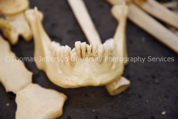 Anatomy Lab bones CTL_8901
