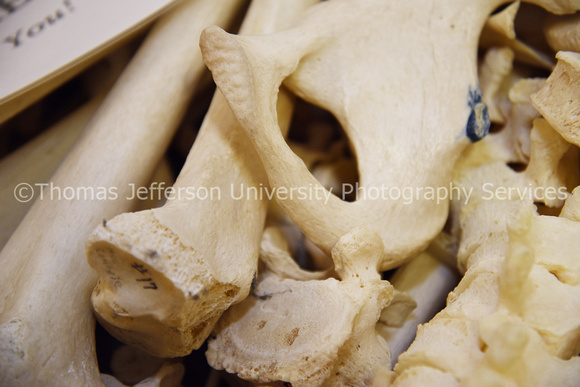 Anatomy Lab bones CTL_8904