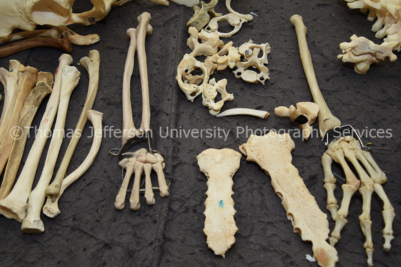 Anatomy Skeleton Parts-5392