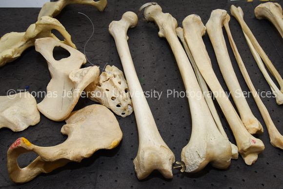 Anatomy Skeleton Parts-5393