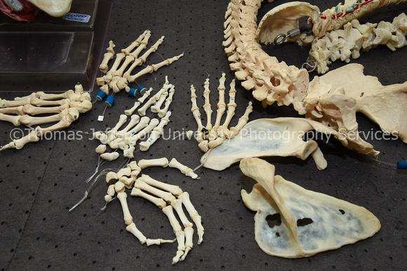 Anatomy Skeleton Parts-5391